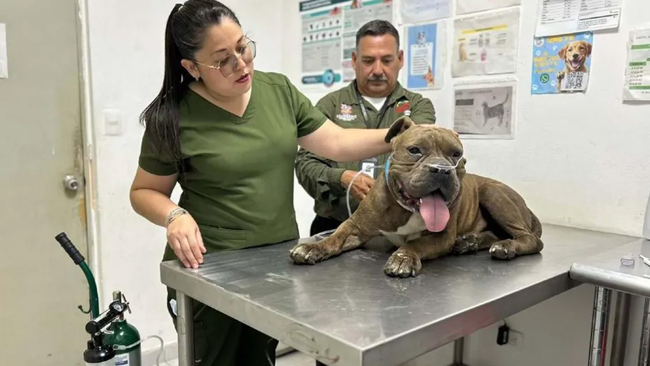 Francisco Javier se reencontró con su perro “Tiger”, desaparecido tras el incendio en una empresa de Escobedo.