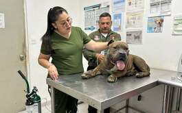 El perrito Tiger se reencontró con su dueño, Francisco Javier, luego de extraviarse durante el incendio de una empresa en Escobedo, Nuevo León.