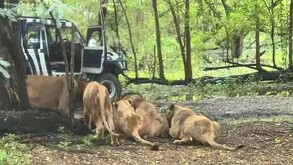 Un trabajador murió atacado por leones en el Safari World de Bangkok en Tailandia. El hecho abrió debate sobre seguridad y cautiverio animal.