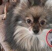 El secuestro del perrito quedó registrado, donde se pueden ver a dos mujeres quienes fueron las que se lo llevaron de su vivienda