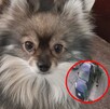 El secuestro del perrito quedó registrado, donde se pueden ver a dos mujeres quienes fueron las que se lo llevaron de su vivienda El secuestro del perrito quedó registrado, donde se pueden ver a dos mujeres quienes fueron las que se lo llevaron de su vivienda