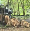 Un trabajador murió atacado por leones en el Safari World de Bangkok en Tailandia. El hecho abrió debate sobre seguridad y cautiverio animal.