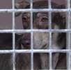 Asociaciones civiles denunciaron el presunto sacrificio de 70 perritos en un centro de atención animal en Santa Catarina, Nuevo León.