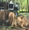 Un trabajador murió atacado por leones en el Safari World de Bangkok en Tailandia. El hecho abrió debate sobre seguridad y cautiverio animal. Un trabajador murió atacado por leones en el Safari World de Bangkok en Tailandia. El hecho abrió debate sobre seguridad y cautiverio animal.