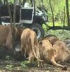 Un trabajador murió atacado por leones en el Safari World de Bangkok en Tailandia. El hecho abrió debate sobre seguridad y cautiverio animal.