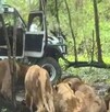 Un trabajador murió atacado por leones en el Safari World de Bangkok en Tailandia. El hecho abrió debate sobre seguridad y cautiverio animal.