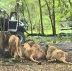 Un trabajador murió atacado por leones en el Safari World de Bangkok en Tailandia. El hecho abrió debate sobre seguridad y cautiverio animal.