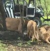 Un trabajador murió atacado por leones en el Safari World de Bangkok en Tailandia. El hecho abrió debate sobre seguridad y cautiverio animal.