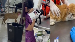 Centro de Bienestar Animal de Santa Catarina fue sometido a una inspección