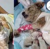 Cereza tuvo que ser atendida de emergencia por un veterinario debido a las quemaduras que presentaba en su cuerpo tras explosión