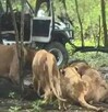 Un trabajador murió atacado por leones en el Safari World de Bangkok en Tailandia. El hecho abrió debate sobre seguridad y cautiverio animal.