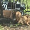Un trabajador murió atacado por leones en el Safari World de Bangkok en Tailandia. El hecho abrió debate sobre seguridad y cautiverio animal.