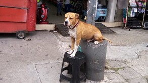 Chacarrón se encontraba viviendo con amigos de su dueño debido a que fueron desalojados de su hogar días previos a su muerte