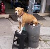 Chacarrón se encontraba viviendo con amigos de su dueño debido a que fueron desalojados de su hogar días previos a su muerte