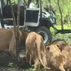 Un trabajador murió atacado por leones en el Safari World de Bangkok en Tailandia. El hecho abrió debate sobre seguridad y cautiverio animal.