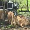 Un trabajador murió atacado por leones en el Safari World de Bangkok en Tailandia. El hecho abrió debate sobre seguridad y cautiverio animal.