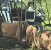 Un trabajador murió atacado por leones en el Safari World de Bangkok en Tailandia. El hecho abrió debate sobre seguridad y cautiverio animal.