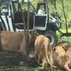 Un trabajador murió atacado por leones en el Safari World de Bangkok en Tailandia. El hecho abrió debate sobre seguridad y cautiverio animal.