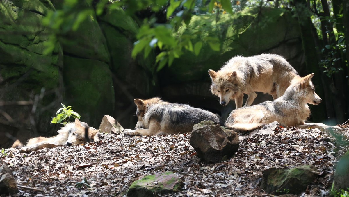 Niña de 5 años es atacada por lobo