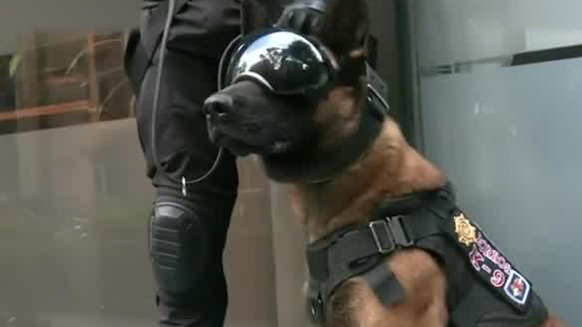 Estos son los binomios caninos de la SSC que participarán en el Simulacro Nacional 2025