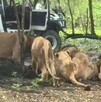 Un trabajador murió atacado por leones en el Safari World de Bangkok en Tailandia. El hecho abrió debate sobre seguridad y cautiverio animal.