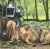 Un trabajador murió atacado por leones en el Safari World de Bangkok en Tailandia. El hecho abrió debate sobre seguridad y cautiverio animal.