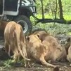 Un trabajador murió atacado por leones en el Safari World de Bangkok en Tailandia. El hecho abrió debate sobre seguridad y cautiverio animal.