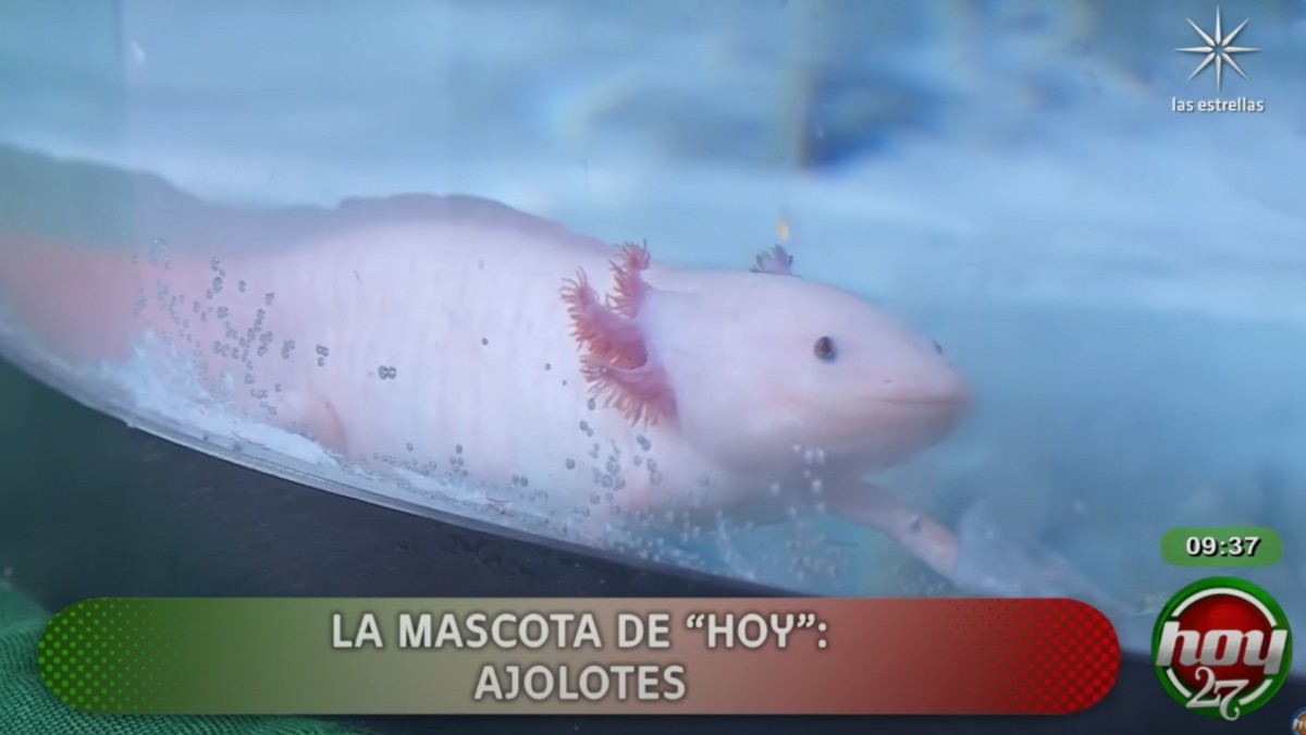 Galilea Montijo protagoniza momento bochornoso con los ajolotes