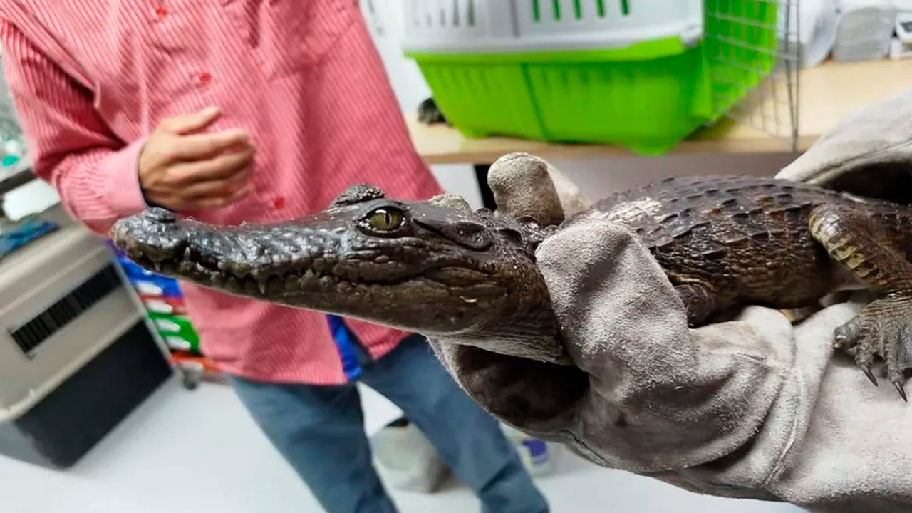 Un cocodrilo que era mantenido como mascota en San Agustín Tlaxiaca, Hidalgo, fue entregado voluntariamente a la SEMARNATH.