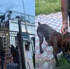Maltrato animal Jalisco Maltrato animal Jalisco