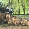 Un trabajador murió atacado por leones en el Safari World de Bangkok en Tailandia. El hecho abrió debate sobre seguridad y cautiverio animal.