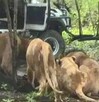 Un trabajador murió atacado por leones en el Safari World de Bangkok en Tailandia. El hecho abrió debate sobre seguridad y cautiverio animal.