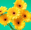 Debido a esta tendencia, las mujeres esperan cada año este día para recibir sus flores amarillas