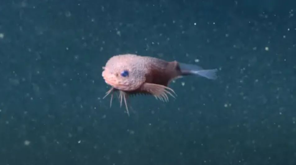 Científicos descubren un pez caracol a 3 mil 200 metros de profundidad con un sorprendente parecido a un Pokémon, convirtiéndose en sensación viral.