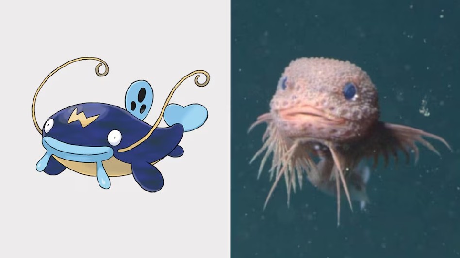 Científicos descubren un pez caracol a 3 mil 200 metros de profundidad con un sorprendente parecido a un Pokémon, convirtiéndose en sensación viral.