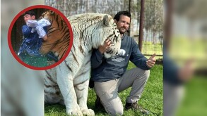 Cuidador ataque tigre
