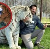 Cuidador ataque tigre