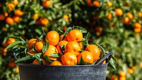 El cultivo de mandarina en México se realiza en al menos 20 estados. AQUÍ te decimos cuándo inicia la temporada de su producción en el país.