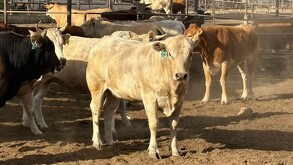 Estados Unidos confirma caso-de-gusano barrenador en Nuevo León
