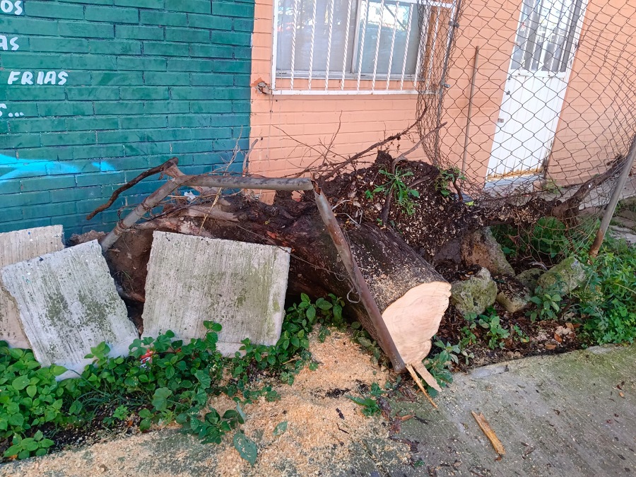 Vecinos de la Plaza E-M-10 piden la intervención del Ayuntamiento de Puebla debido que la crecida de raíces ha levantado el azulejo de las viviendas.
