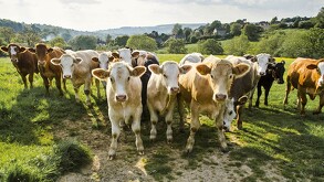 Tras la reaparición del gusano barrenador del ganado en México, expertos aclaran que la carne de res sigue siendo segura si se cocina adecuadamente. Conoce las