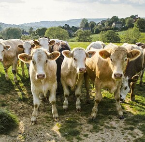Tras la reaparición del gusano barrenador del ganado en México, expertos aclaran que la carne de res sigue siendo segura si se cocina adecuadamente. Conoce las