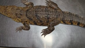 La Dirección de Ecología y Protección al Ambiente de Gómez Palacio confirmó que el propietario del reptil acudió de forma voluntaria a entregar al animal a las