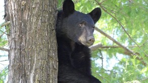 Oso negro Nuevo León