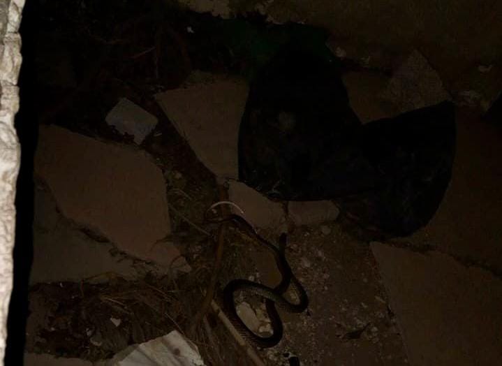 El propietario de la casa comentó que no sabe cómo la víbora pudo haber llegado.
