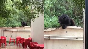 Oso disfruta de la lluvia de Nuevo León