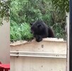 Oso disfruta de la lluvia de Nuevo León