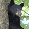 Oso negro Nuevo León
