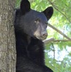Oso negro Nuevo León