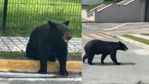 El oso sorprendió al trabajador que se encontraba en un servicio de mantenimiento